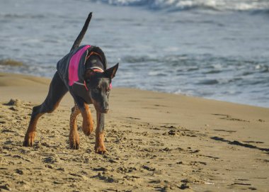 Stüdyodaki komik köpek. Doberman köpeği.
