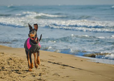 Stüdyodaki komik köpek. Doberman köpeği.