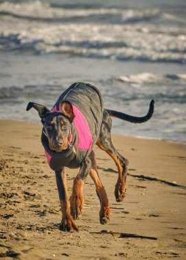 Stüdyodaki komik köpek. Doberman köpeği.