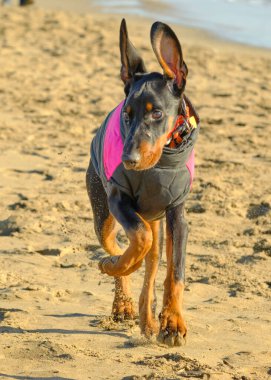 Stüdyodaki komik köpek. Doberman köpeği.