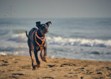 Kumsaldaki köpek. Dberman köpeği.
