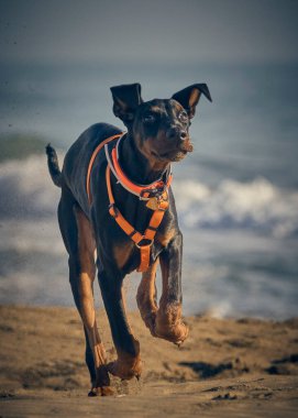 Kumsaldaki köpek. Dberman köpeği.