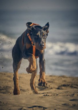 Kumsaldaki köpek. Dberman köpeği.