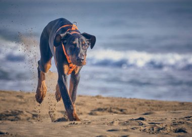 Kumsaldaki köpek. Dberman köpeği.