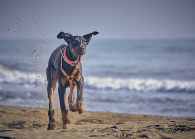 Kumsaldaki köpek. Dberman köpeği.