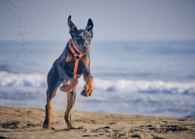 Kumsaldaki köpek. Dberman köpeği.