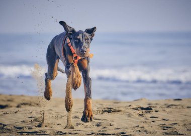 Kumsaldaki köpek. Dberman köpeği.