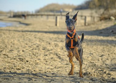 Kumsaldaki köpek. Dberman köpeği.