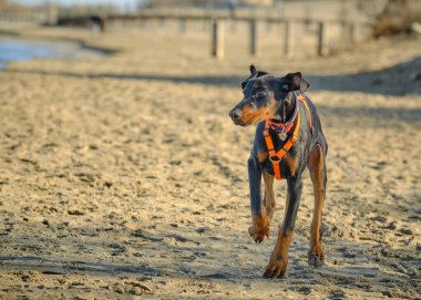 Kumsaldaki köpek. Dberman köpeği.