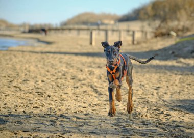 Kumsaldaki köpek. Dberman köpeği.