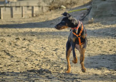 Kumsaldaki köpek. Dberman köpeği.
