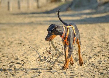 Kumda doberman köpeği