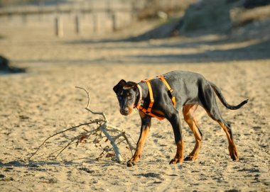 Doberman kuma doğru yürüyor.