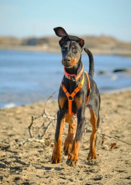 Bir doberman köpek yavrusu tasmasıyla siyah saçlı bir köpeğin portresi.