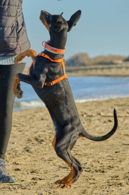 Kumsalda yürüyen tasmalı bir köpek. Bir köpek cinsinin sahibi..