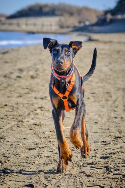 Kumsalda doberman köpek yavrusu