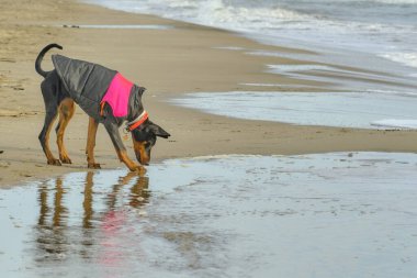 Siyah doberman köpek yavrusu kumsalda yürüyor