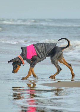 Deniz kıyısında ceketli siyah bir köpek. Denizdeki köpek. Köpek cinsi teriyer..