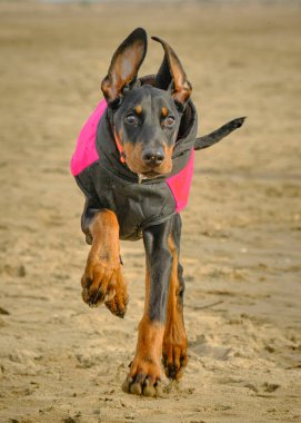 Doberman köpek yavrusu sahilde koşan bir doberman teriyeri yetiştiriyor.