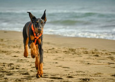 Doberman ergen köpeği sahilde.