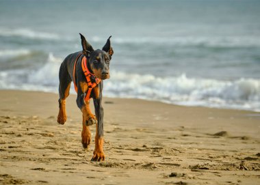 Doberman kuçu kuçu kuçu.