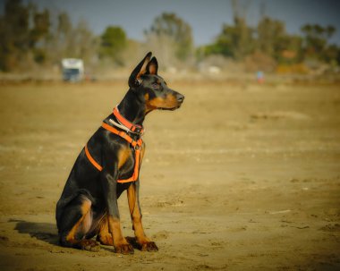 siyah köpek sahilde