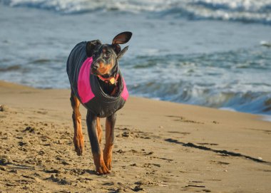 Doberman köpek yavrusu sahilde