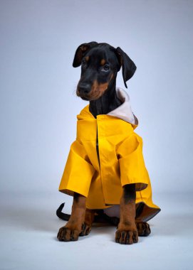Siyah arka planda sarı yağmurluk giyen köpek. yüksek kaliteli fotoğraf. Doberman köpeği.
