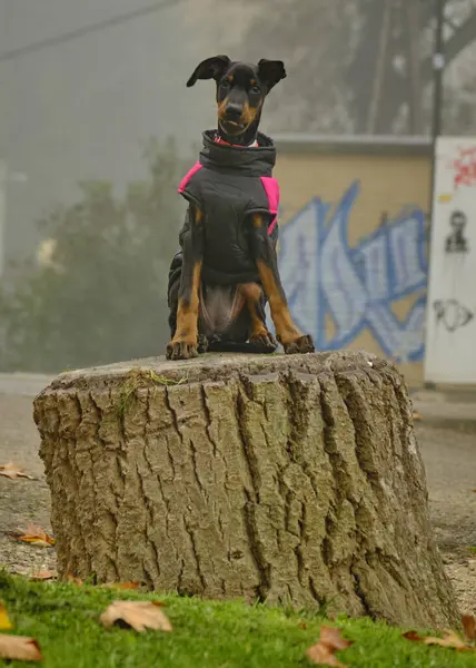 Köpek parkta yürüyüşe çıktı.