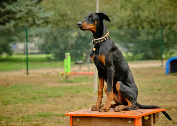 Tasmalı doberman köpeği