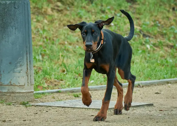 Köpek yetiştiricisi Doberman Berman yürüyüşe çıktı.