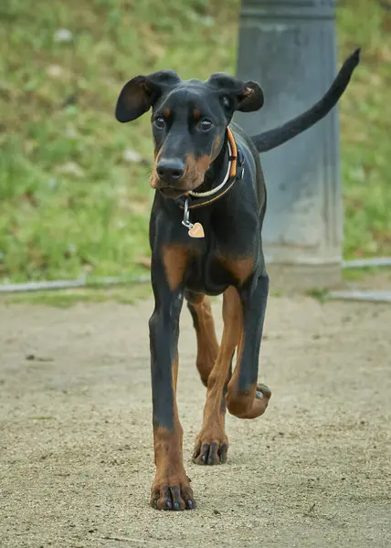 Yazın parkta siyah bir köpek