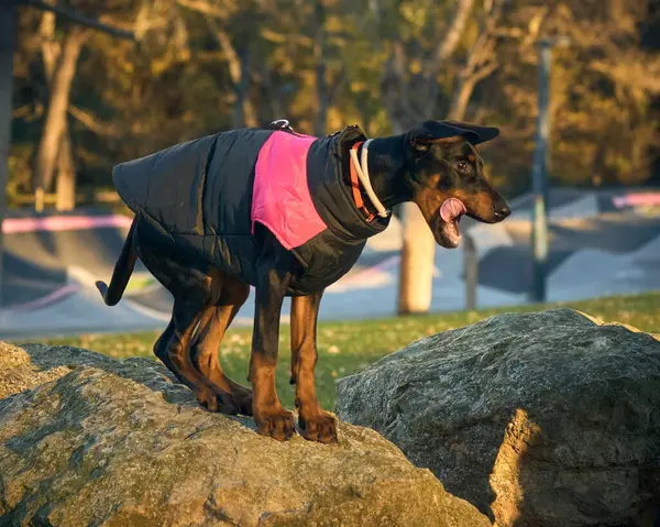 Güneşli bir sonbahar gününde parkta pembe yakalı bir köpek.