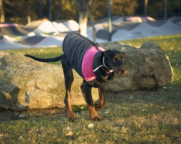 Gün batımında parkta bir köpek