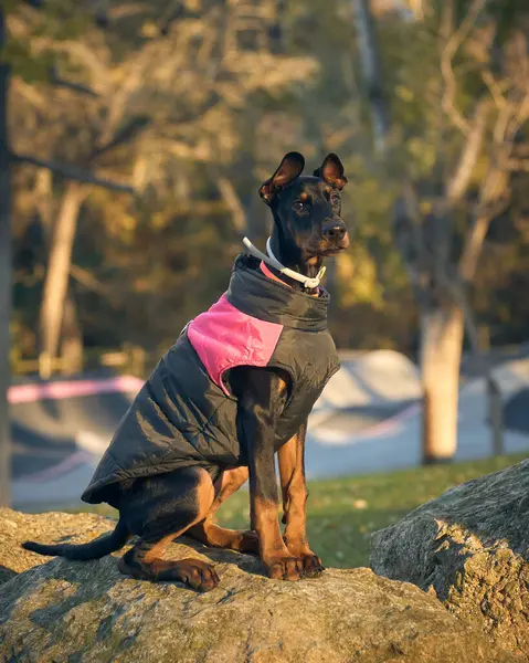 Parktaki bir ormanda güzel siyah ve pembe bir köpek.