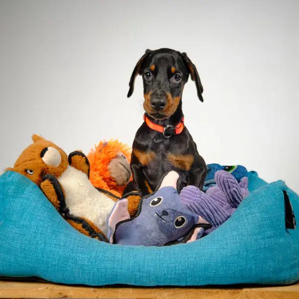 Oyuncak yavru köpek.