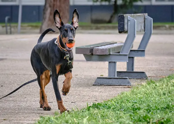 Bir doberman köpek yavrusu yazın halk parkında
