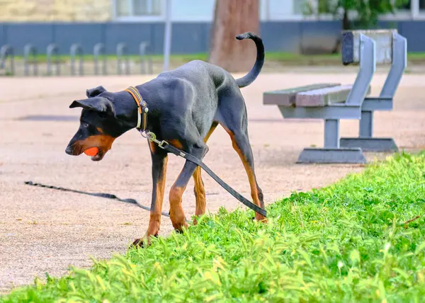 Tasmalı bir köpek portresi. Doberman köpeği.