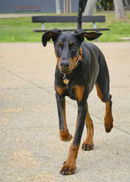 Parktaki siyah köpek.