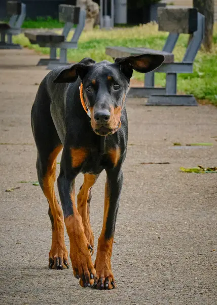 Köpek yavrusu Doberman.