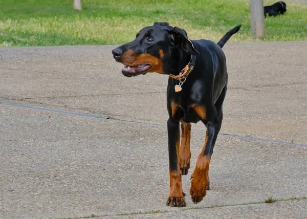 Siyah doberman köpek yavrusu parkta