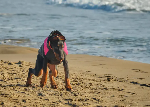 Stüdyodaki komik köpek. Doberman köpeği.