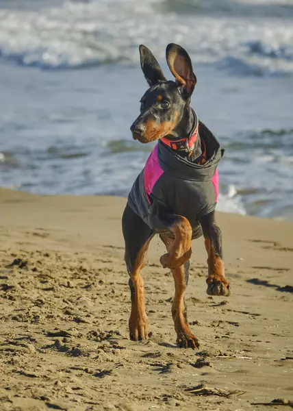 Stüdyodaki komik köpek. Doberman köpeği.