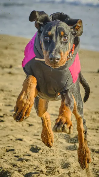 Stüdyodaki komik köpek. Doberman köpeği.