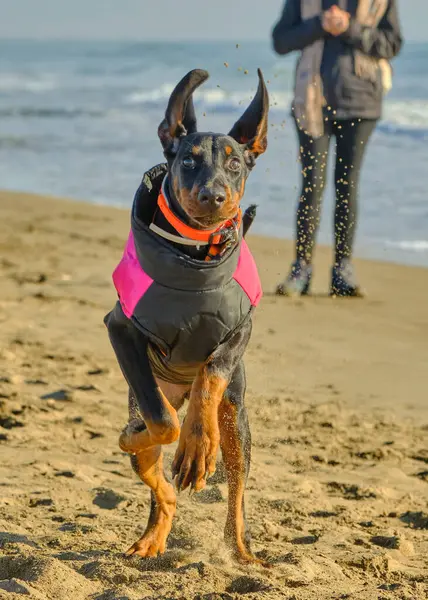 Stüdyodaki komik köpek. Doberman köpeği.