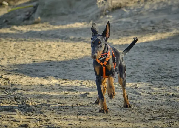 Parkta doberman dopinscher (dopin) köpeği.