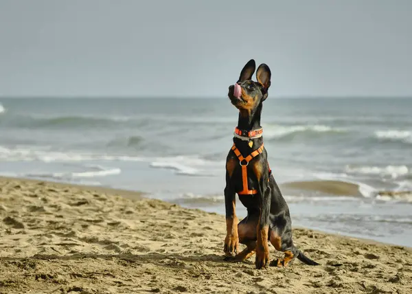 Doberman köpek yavrusu sahilde