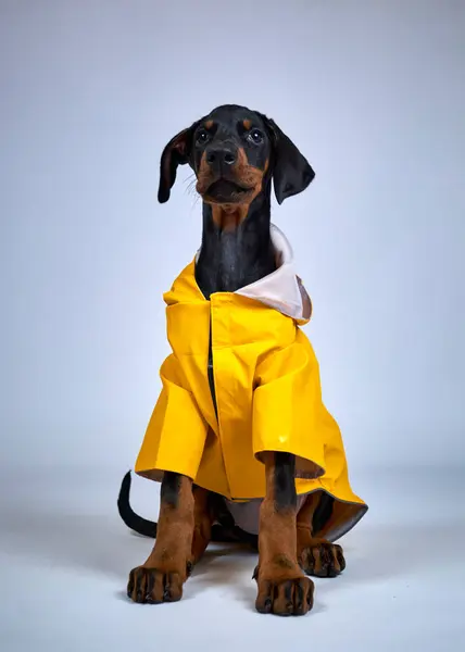 Sarı yağmurluklu köpek griye bürünmüş. Doberman köpeği.