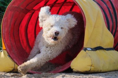 İspanyol Su Köpeği. Çeviklik Yarışması