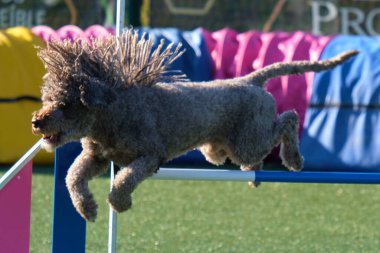 İspanyol Su Köpeği Çeviklik Yarışması. Köpek sporu. Köpek Alanı